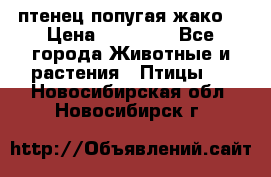 птенец попугая жако  › Цена ­ 60 000 - Все города Животные и растения » Птицы   . Новосибирская обл.,Новосибирск г.